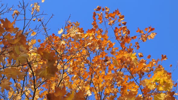 Maple Trees with Fall Branches on Blue Sky Background at Autumn Park