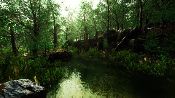 Summer Forest Landscape with Green Deciduous Trees on the Bank of the Small Pond