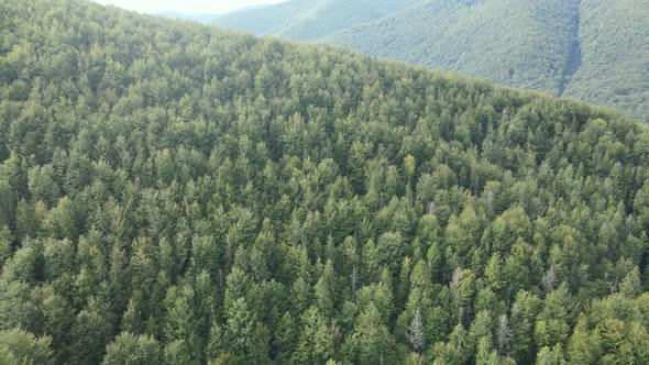 Trees in the Mountains Slow Motion. Aerial View of the Carpathian Mountains in Autumn. Ukraine