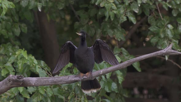 Male anhinga bird sits on tree branch and bobs head with spread wings
