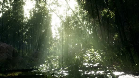 Lush Green Leaves of Bamboo Near the Shore of a Pond with Stones.