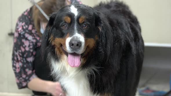 Healthy Bernese Mountain Dog