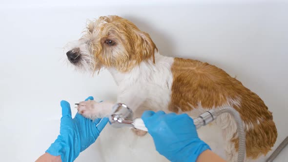 A girl washes a Jack Russell Terrier dog from a shower head in a white bath with foam