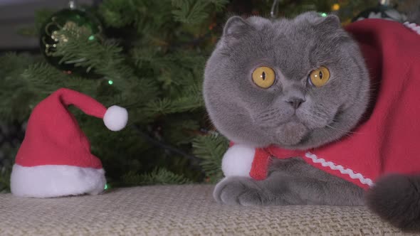 Portrait of gray Scottish fold cat near Christmas tree