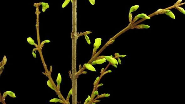 Time-lapse of opening forsythia flowers