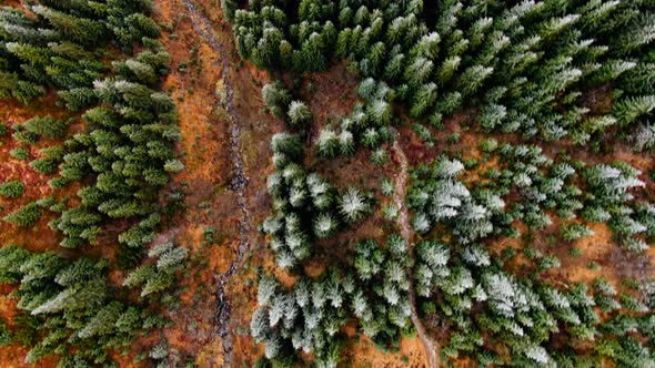 Aerial view frozen mountain with trees in autumn