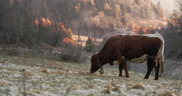A Brown Cow Eating Hay on a Cold Morning While the Sun Rises in the Backgroung