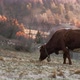 A Brown Cow Eating Hay on a Cold Morning While the Sun Rises in the Backgroung - VideoHive Item for Sale