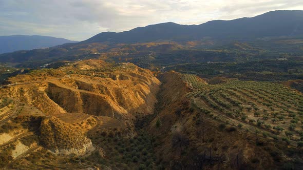 Flying Over Olive Farms in Spain At Sunset