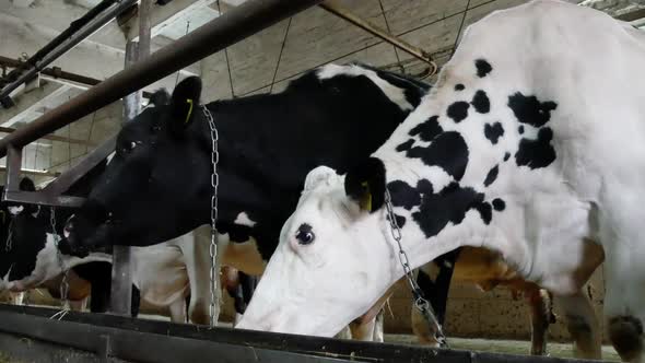 Cows on the Farm Eat Feed in the Paddock