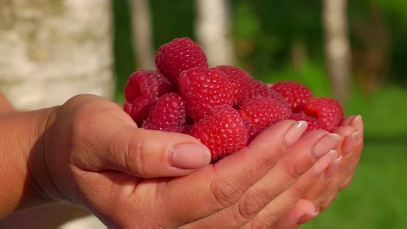 Closeup of Female Hands Full of Large Juicy Appetizing Raspberries