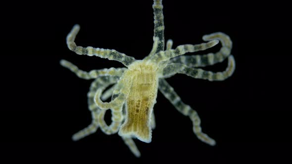 Adult Larva of Sea Anemone Actiniaria Under Microscope Class Anthozoa Phylum Cnidaria