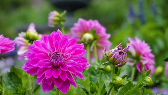 Red Dahlia In The Garden In The Rain 