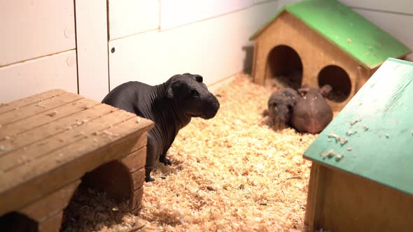 Black Skinny Pigs Walk in Open Cage with Sawdust