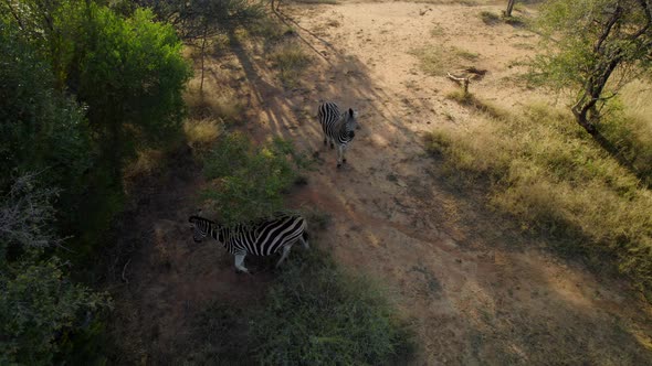 Aerial shot of two zebras in the jungle. Romantic animal date.