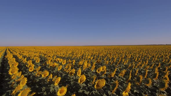 Sunflowers At Sunrise