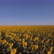 Sunflowers At Sunrise - VideoHive Item for Sale