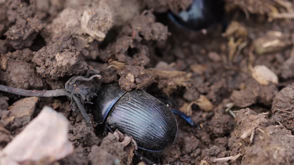 Earth-boring dung beetles in closeup