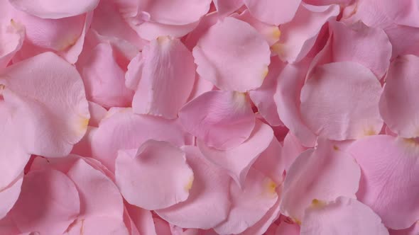 Beautiful Roses Petals Background