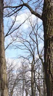 Vertical Video of the Forest with Trees Without Leaves