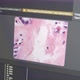 Nuclei Cluster Microscopy With Neural Network Machine Learning Algorithm - VideoHive Item for Sale