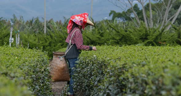 Woman pick green leave in the tea farm