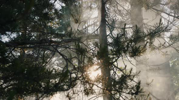 Sun Rays Light Through Trees and Branches in Misty Forest