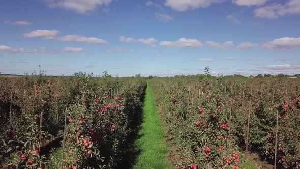 Apples are Ripening on Apple Trees 