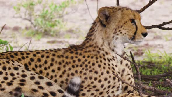 A Female Cheetah Relaxing And Looking In The Distance Under The Shade Of A Tree In  Deception Valley