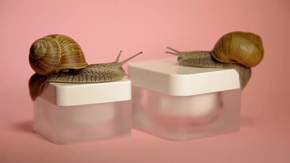 Two Snails Crawling in a Jar of Cream