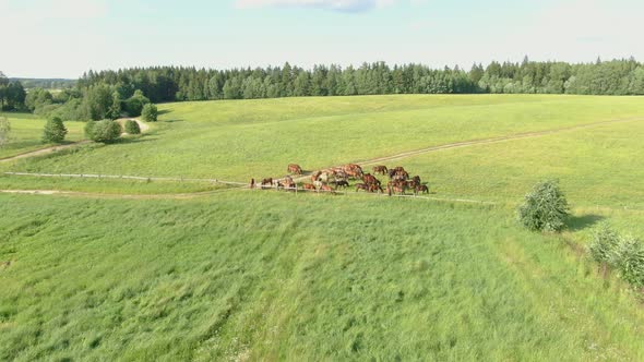 Aerial Shooting of the Herd of Young Horses is Grazing on a Meadow