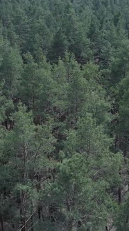 Vertical Video of Pine Forest Aerial View Slow Motion