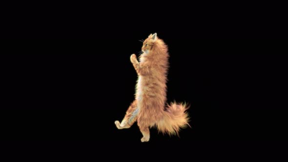 Cat Dancing 4K