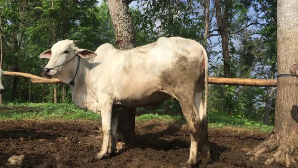 Javanese Cow in Indonesia in traditional farm, Indonesia.