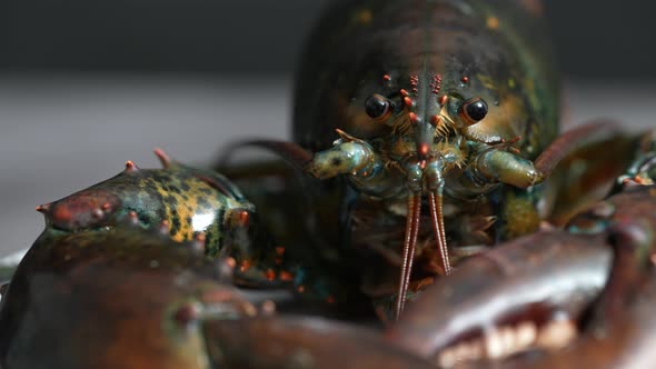 Lobster 66