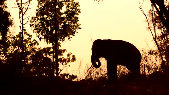 asia elephant in tropical forest