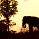 asia elephant in tropical forest - VideoHive Item for Sale