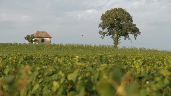 Vineyard close up tracking shot outdoor