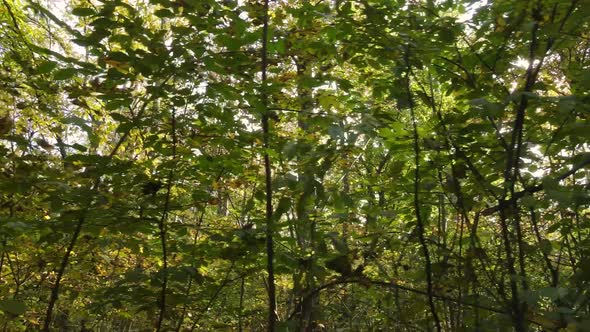 Forest with Trees in an Autumn Day