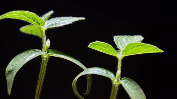 Mung beans germination on black background