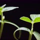 Mung beans germination on black background - VideoHive Item for Sale