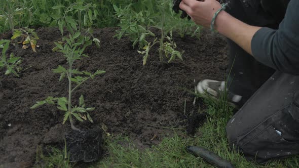 Transplanting healthy tomato plants into soil