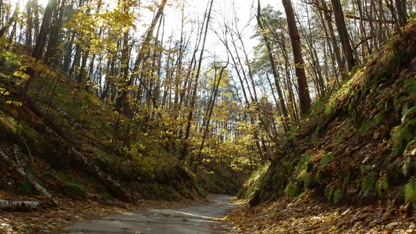 In the ravine of the yellow forest