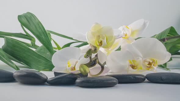 Time Lapse of Blooming White Orchid Spa Concept