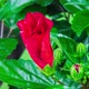 A hibiscus flower blooms in springtime - VideoHive Item for Sale