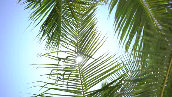 Sunshine through palm leaves with sun background