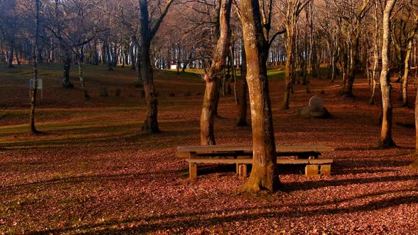 Orange Autumnal Woodland With Empty Wood Bench. Dolly Back