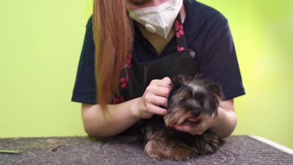 Groomer Plucks Hair From the Ears of Yorkshire Terrier