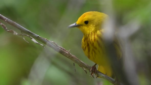 Extreme closeup male Yellow Warbler on branch and looks around before flying away
