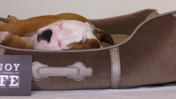 bulldog puppy sleeping with enjoy the little things sign panning reveal 4k